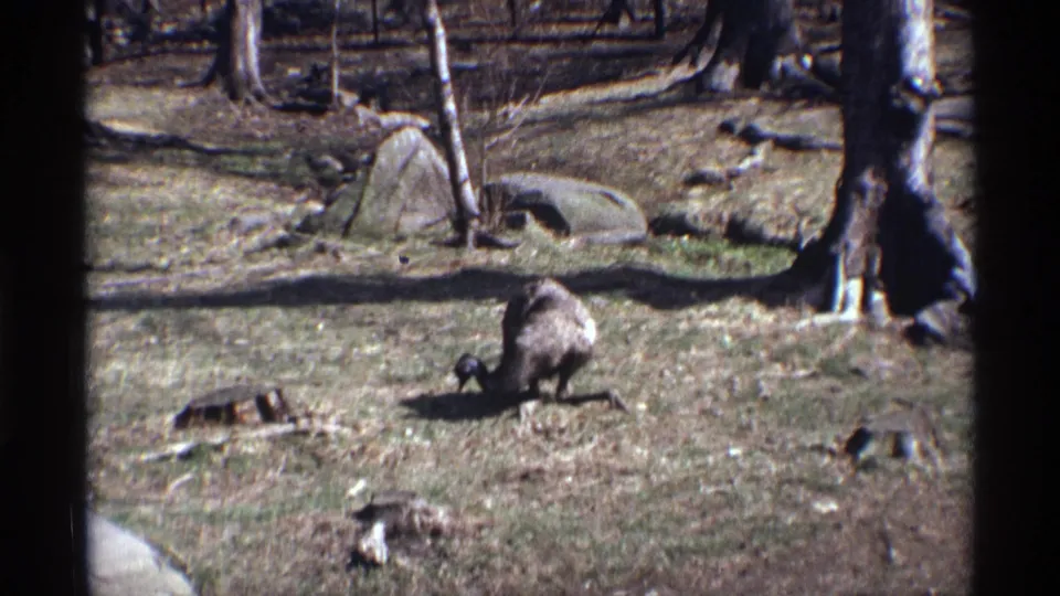 1971 8mm New York City frame of a large bird foraging in a naturalistic enclosure with rocks, logs, and bare tree trunks.