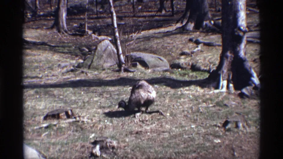 Large flightless bird in a 1971 New York City home-movie frame, partly crouched while foraging in a wooded enclosure.