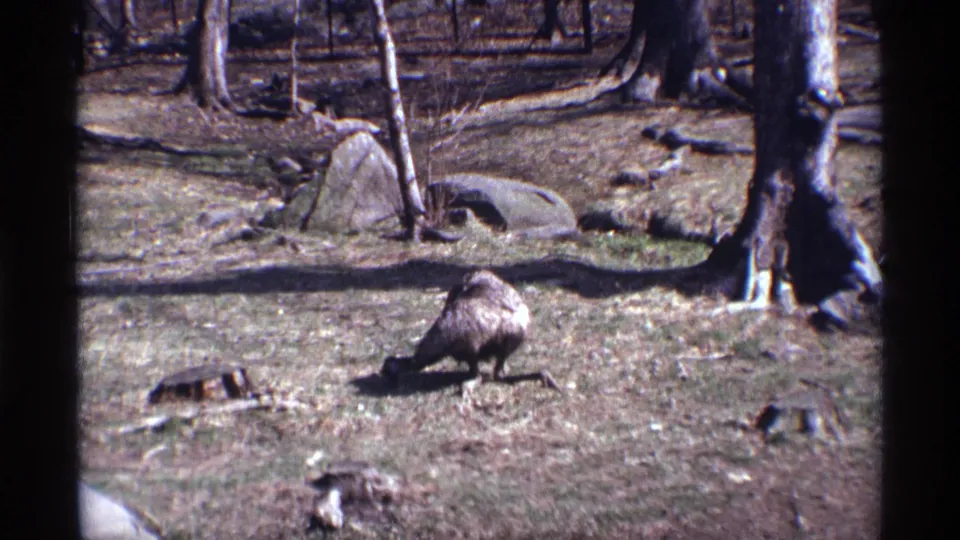 1971 8mm New York City frame showing the bird near the foreground, pecking in a rustic enclosure with trunks and rocks behind it.