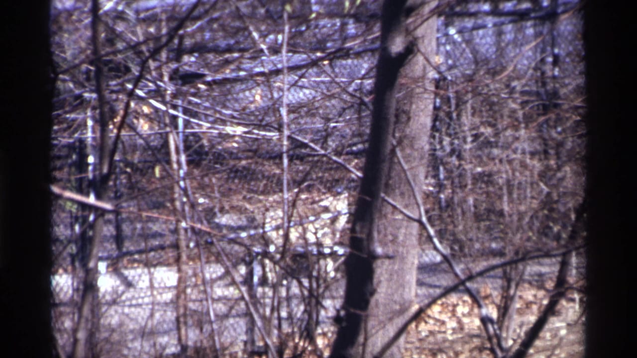 Leafless woods and chain-link fence with a pale animal partly visible behind branches.