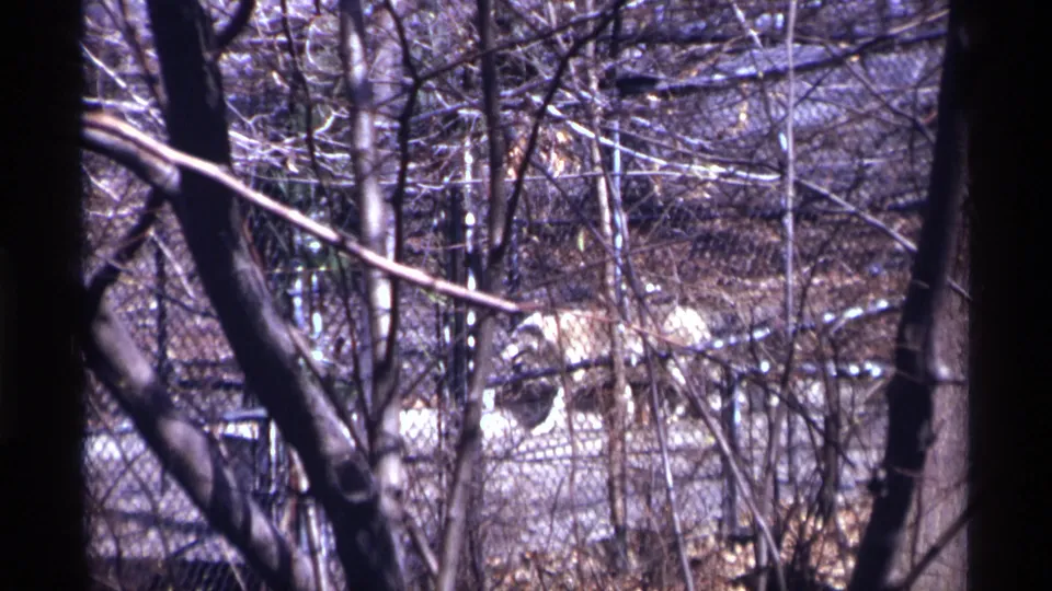 A fenced wooded enclosure in New York City, 1971, seen through dark trunks and bare branches on 8mm film.