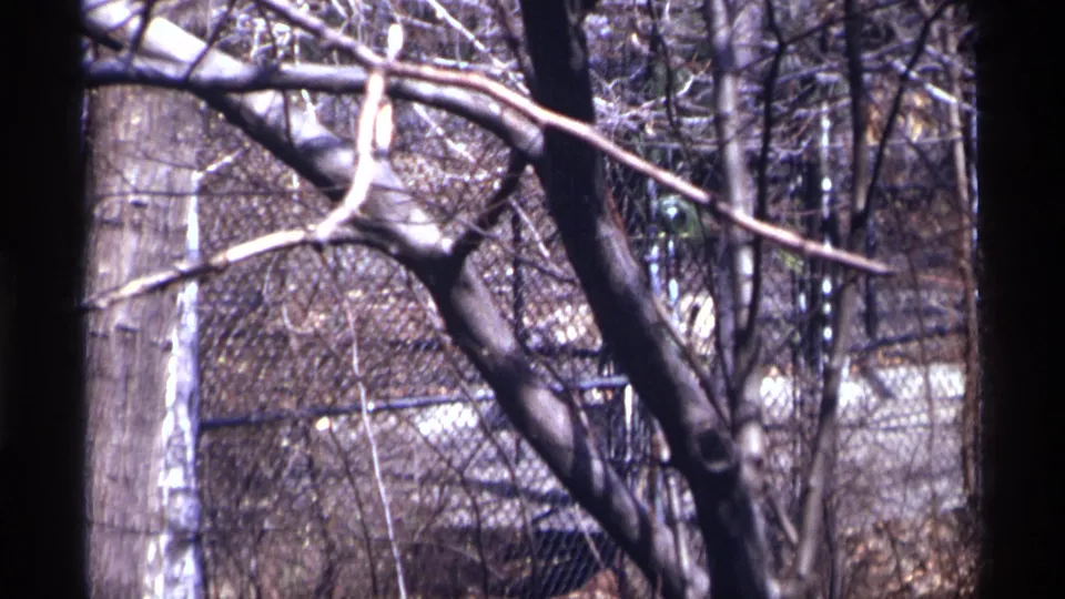 A pale dog- or wolf-like animal is partly seen low behind branches and chain-link fence in a 1971 New York City enclosure.