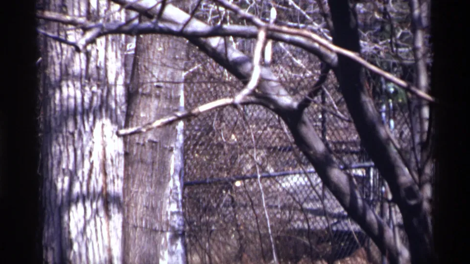 The final 8mm frame shows a wooded fenced enclosure in 1971 New York City, with the pale animal mostly hidden by trunks and branches.