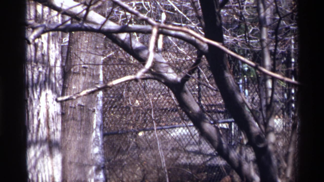 Bare tree branches and trunks partly obscure a fenced zoo enclosure.