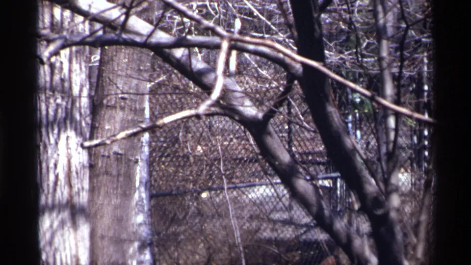 1971 New York City zoo footage showing leafless branches, tree trunks, and chain-link fencing around a wooded enclosure.