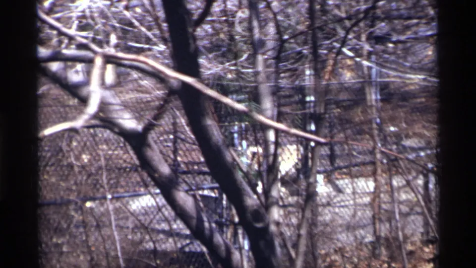 A large dark animal appears within a fenced zoo habitat, partly hidden by bare branches and tree trunks in 1971 New York City footage.