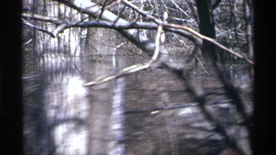 Water and reflected light are seen through leafless branches and fencing in a zoo habitat view from the 1971 New York City home movie.