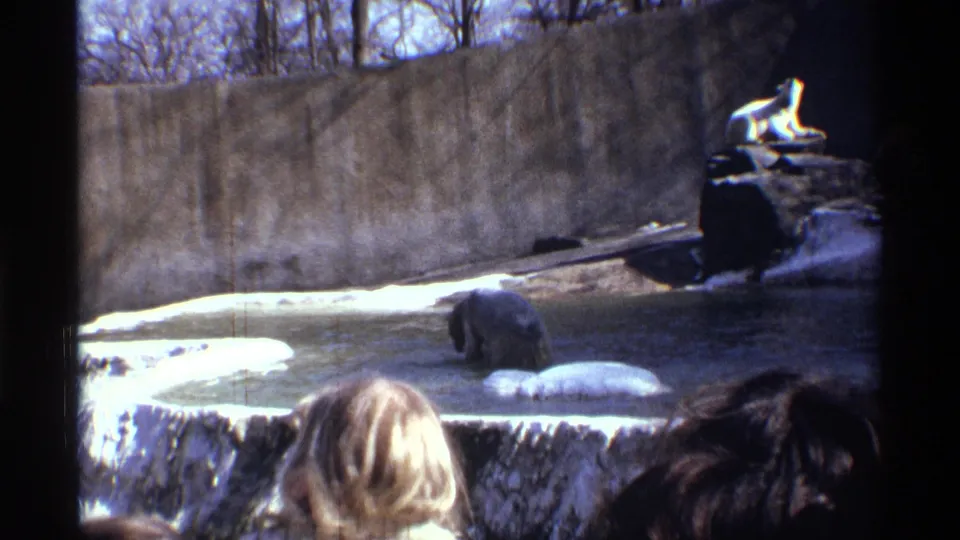 Visitors, including a child seen from behind, watch a polar bear in a concrete pool habitat during a 1971 New York City zoo visit.