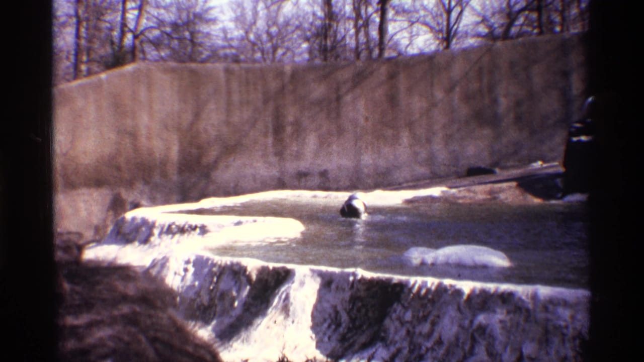 Polar bear swimming near a snowy concrete zoo pool edge and small waterfall.