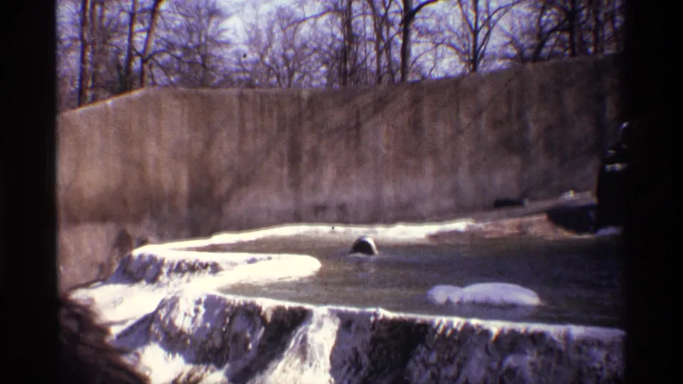 1971 New York City 8mm frame of a polar bear partly submerged in a concrete zoo enclosure, with snow patches and winter trees beyond the wall.
