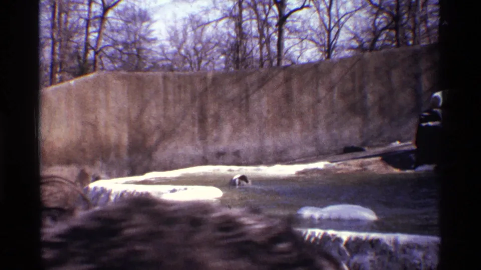 1971 New York City 8mm frame with the polar bear low in the pool, a tall concrete wall behind it, and dark film borders from the scan.