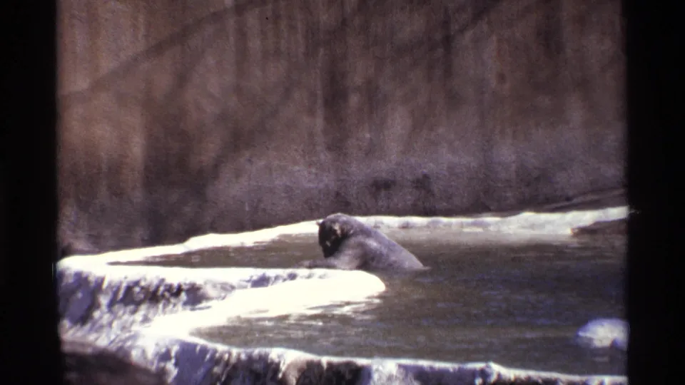 1971 New York City 8mm frame of a polar bear raising its head in a zoo pool, with a concrete wall and white artificial edge behind it.