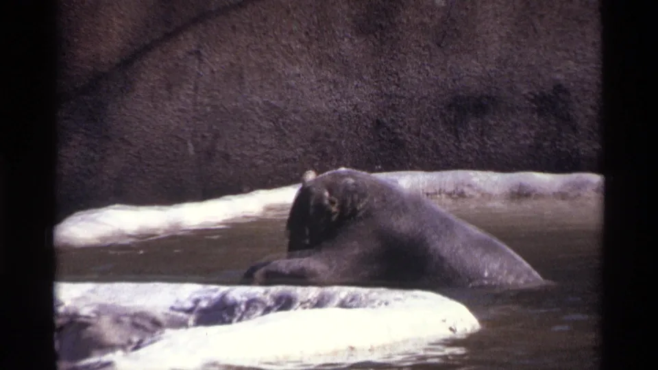 1971 New York City 8mm frame showing the polar bear lying in the pool with one foreleg visible, backed by concrete wall and bright ledge.