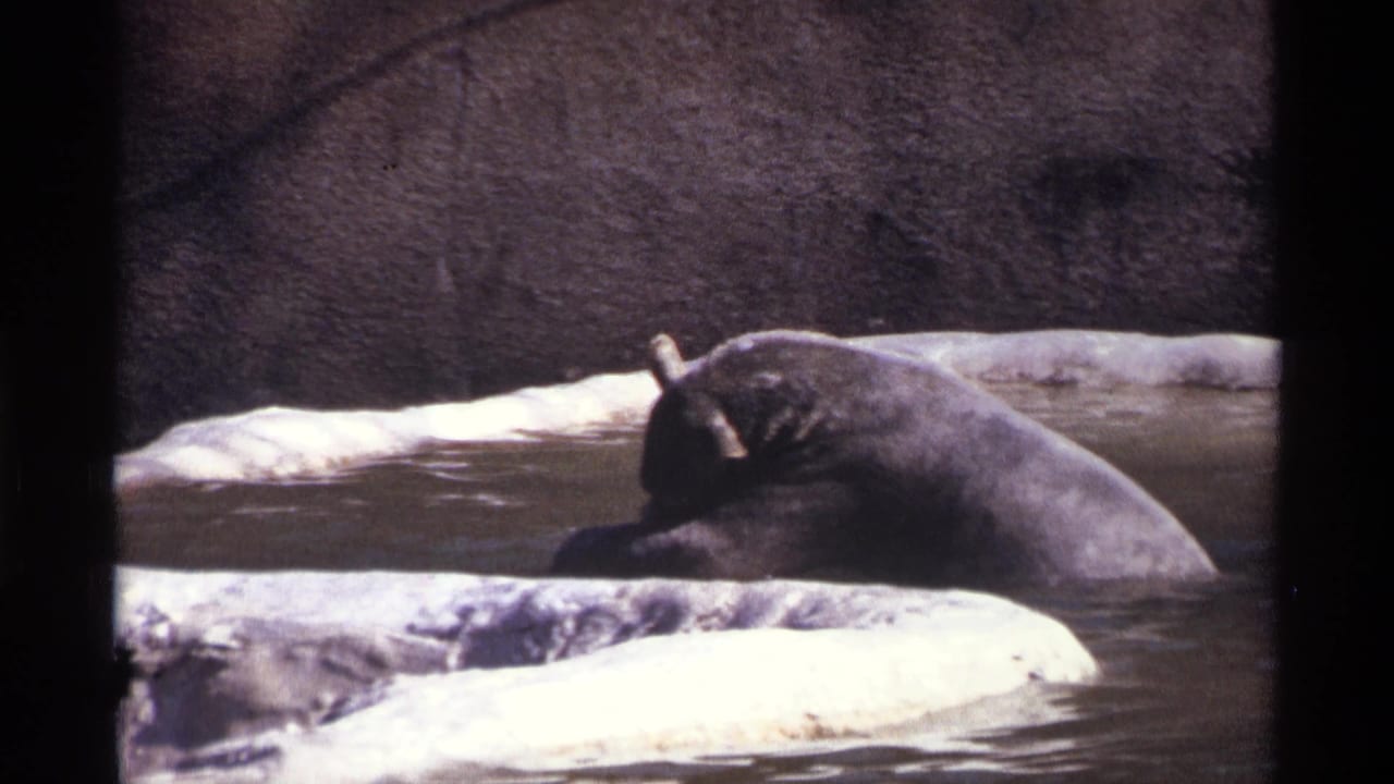 Bear partly submerged in a zoo pool beside pale ledges and a concrete wall.