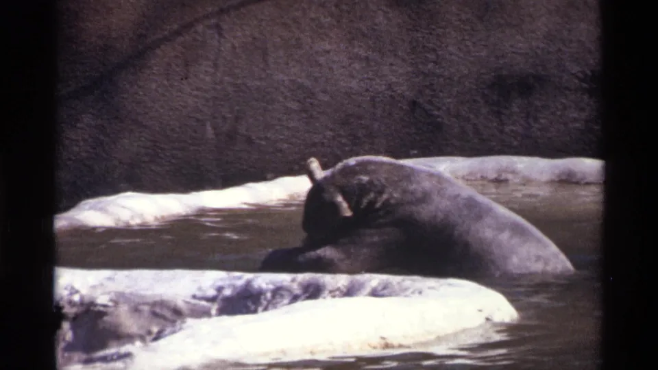 1971 New York City zoo footage showing a dark bear partly submerged in shallow water near pale ledges and a concrete enclosure wall.