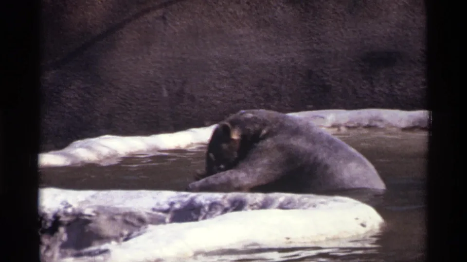 1971 New York City zoo footage with a bear lowering its head toward the water in a concrete enclosure pool.