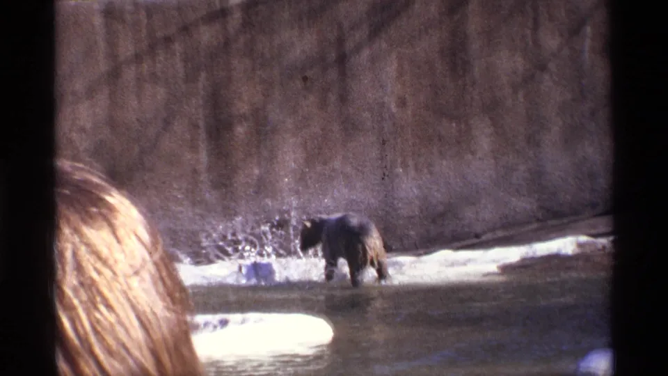 1971 New York City zoo footage showing a bear splashing in shallow water while a spectator's head partially enters the foreground.
