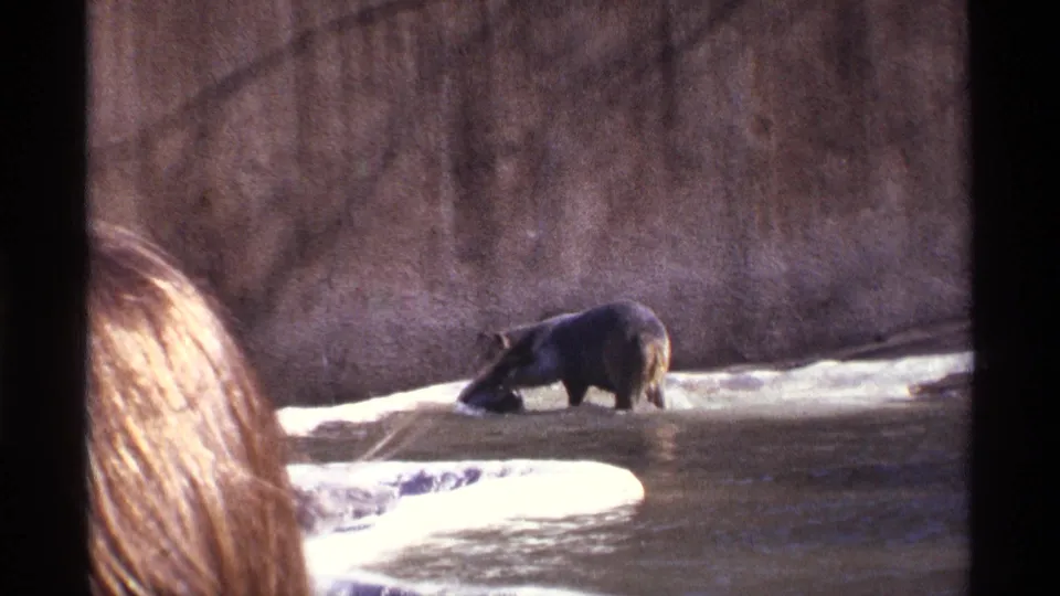 1971 New York City zoo footage with a bear standing in shallow water near a ledge while a spectator is partly visible in the foreground.