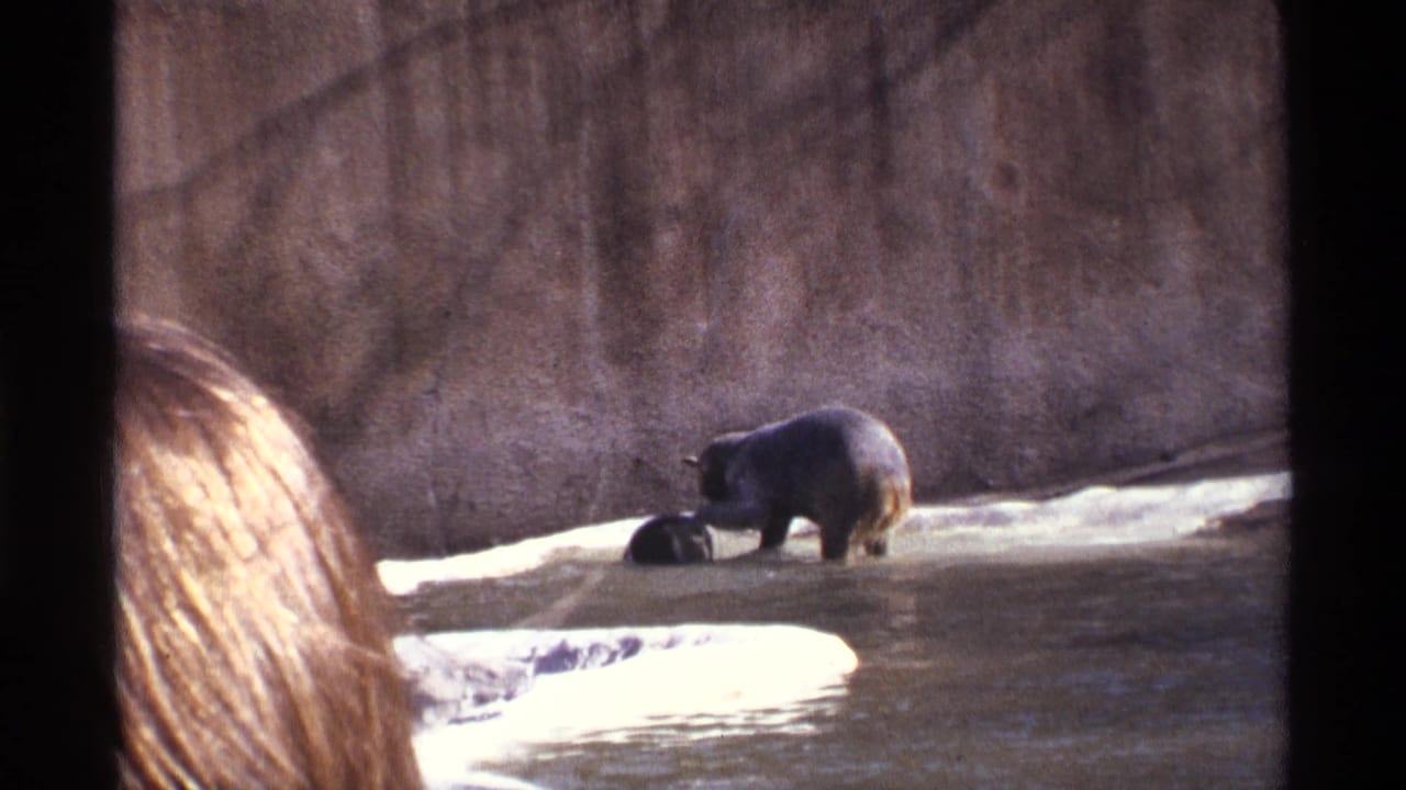 Bear stands in a shallow zoo pool near a dark object as a spectator's hair enters the foreground.