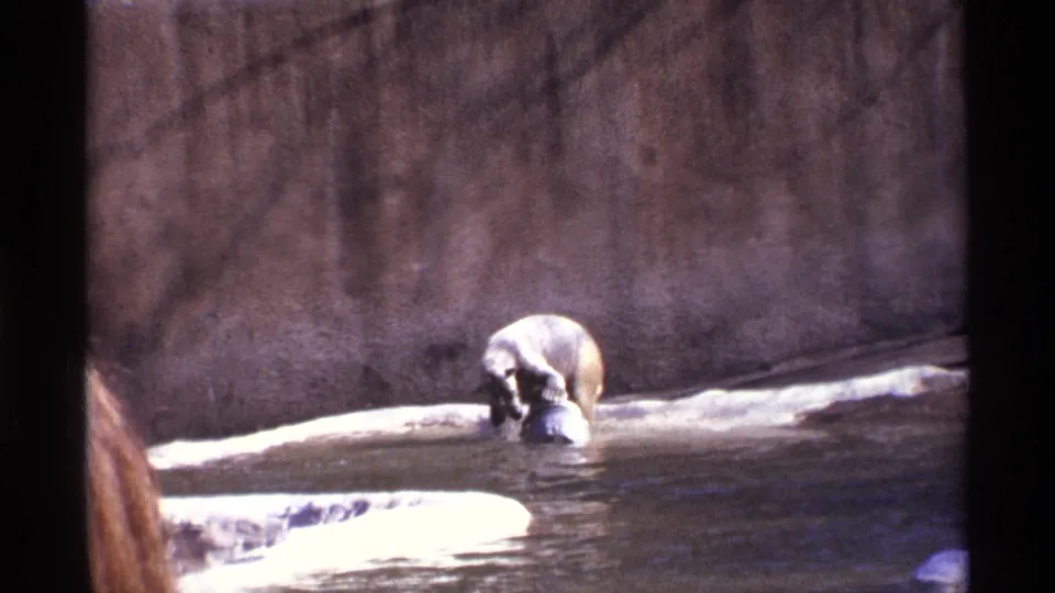 The bear leans toward a dark object in the water, framed by a concrete enclosure wall in 1971 New York City zoo footage.