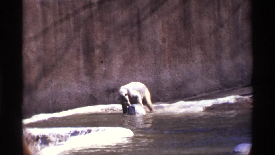 A bear continues interacting with a dark object in a shallow pool, seen from a visitor perspective in 1971 New York City footage.