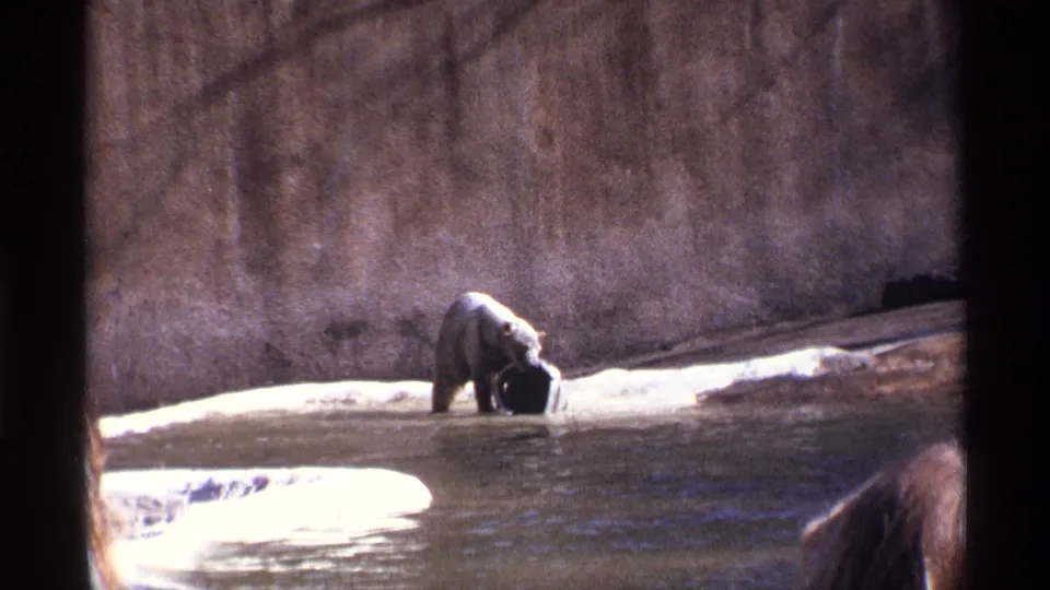 The bear holds or paws at a dark object near the pool edge while a spectator is partly visible at the lower right.