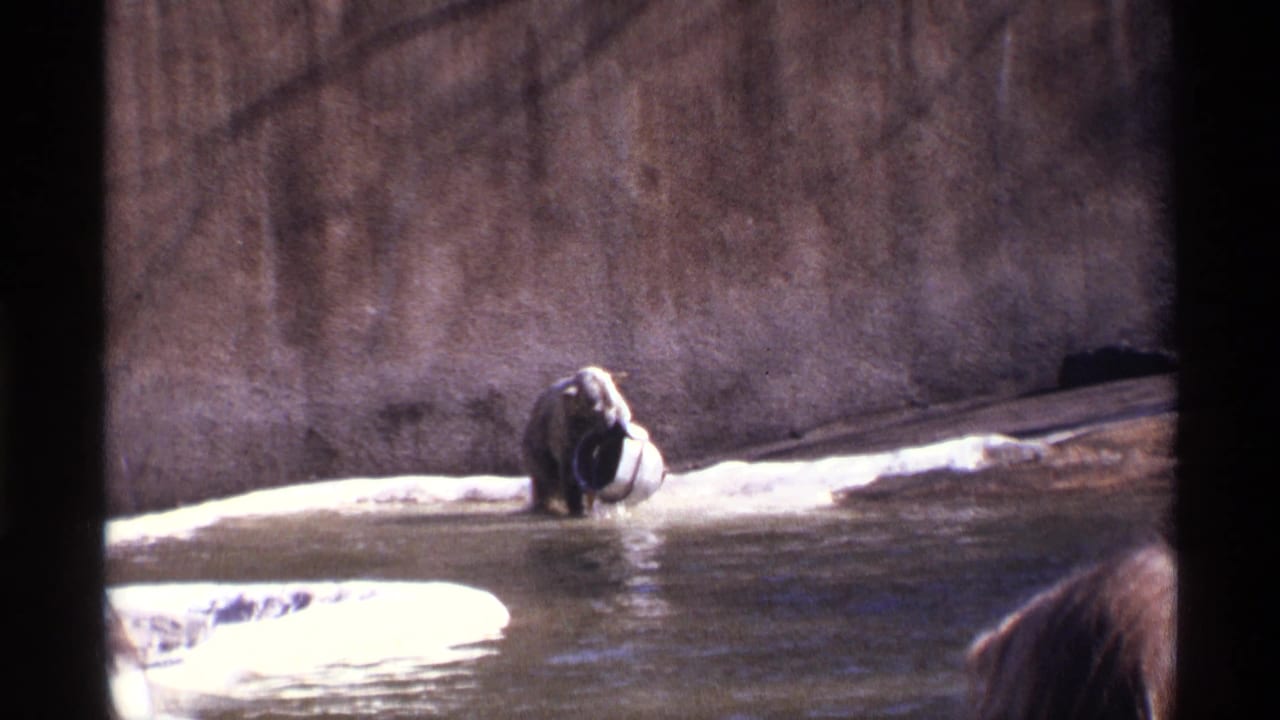 1971 New York City 8mm zoo footage showing a bear in shallow water beside a concrete enclosure wall and white object.