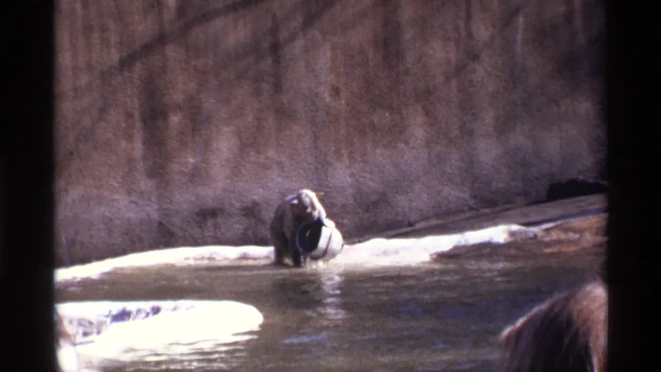 1971 New York City 8mm zoo footage showing a bear in shallow water beside a concrete enclosure wall and white object.