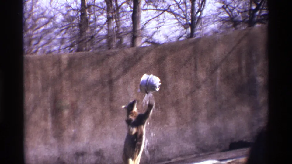 A captive bear in the New York City zoo footage appears upright, holding a pale object against the concrete enclosure wall.