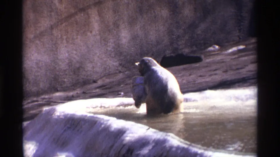 1971 visitor-shot 8mm footage shows the bear crouched in shallow water, holding the pale object inside the concrete enclosure.