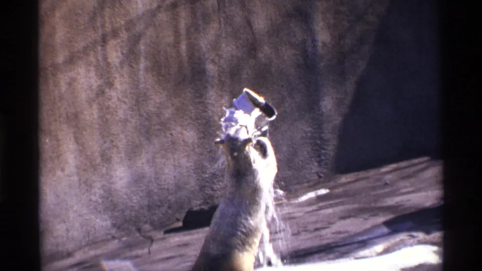 The bear appears to fling or raise the pale object, creating a splash in the 1971 New York City zoo enclosure footage.