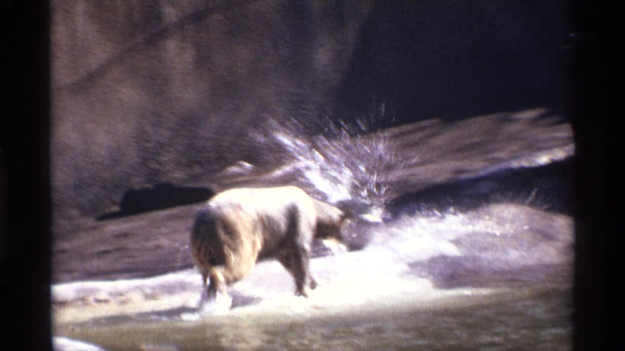 Bear splashes in shallow water inside a rocky zoo enclosure.