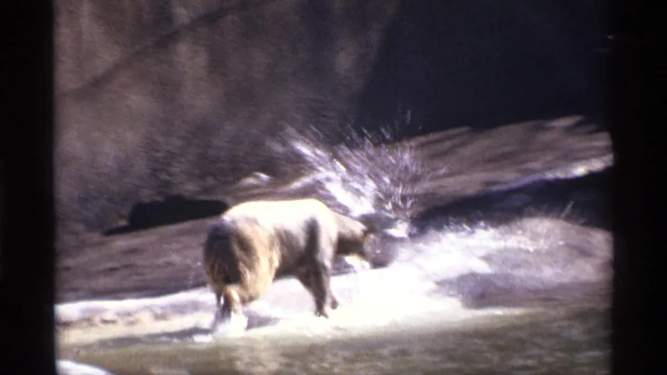 A bear splashes its paws in water in a rocky Central Park Zoo enclosure, filmed in 1971 on 8mm home-movie stock.