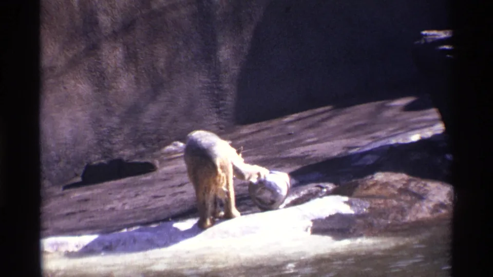 A bear lowers its head near the waterline and ledge of a Central Park Zoo enclosure in 1971 home-movie footage.