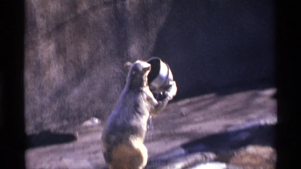 A bear rises on its hind legs near a metal bucket inside the Central Park Zoo enclosure, captured from a visitor viewpoint in 1971.