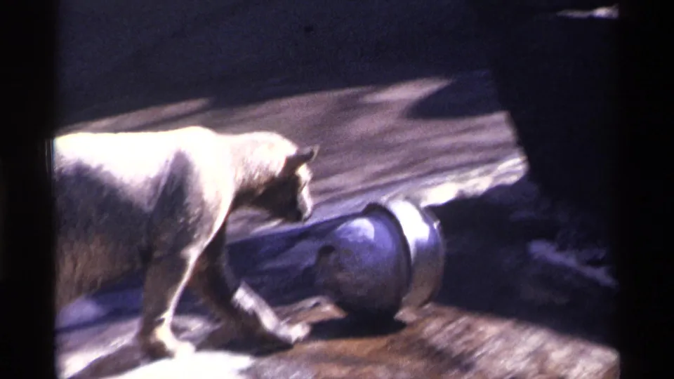 A bear leans toward a metal bucket on a rocky ledge in the Central Park Zoo enclosure, shown in grainy 1971 8mm footage.
