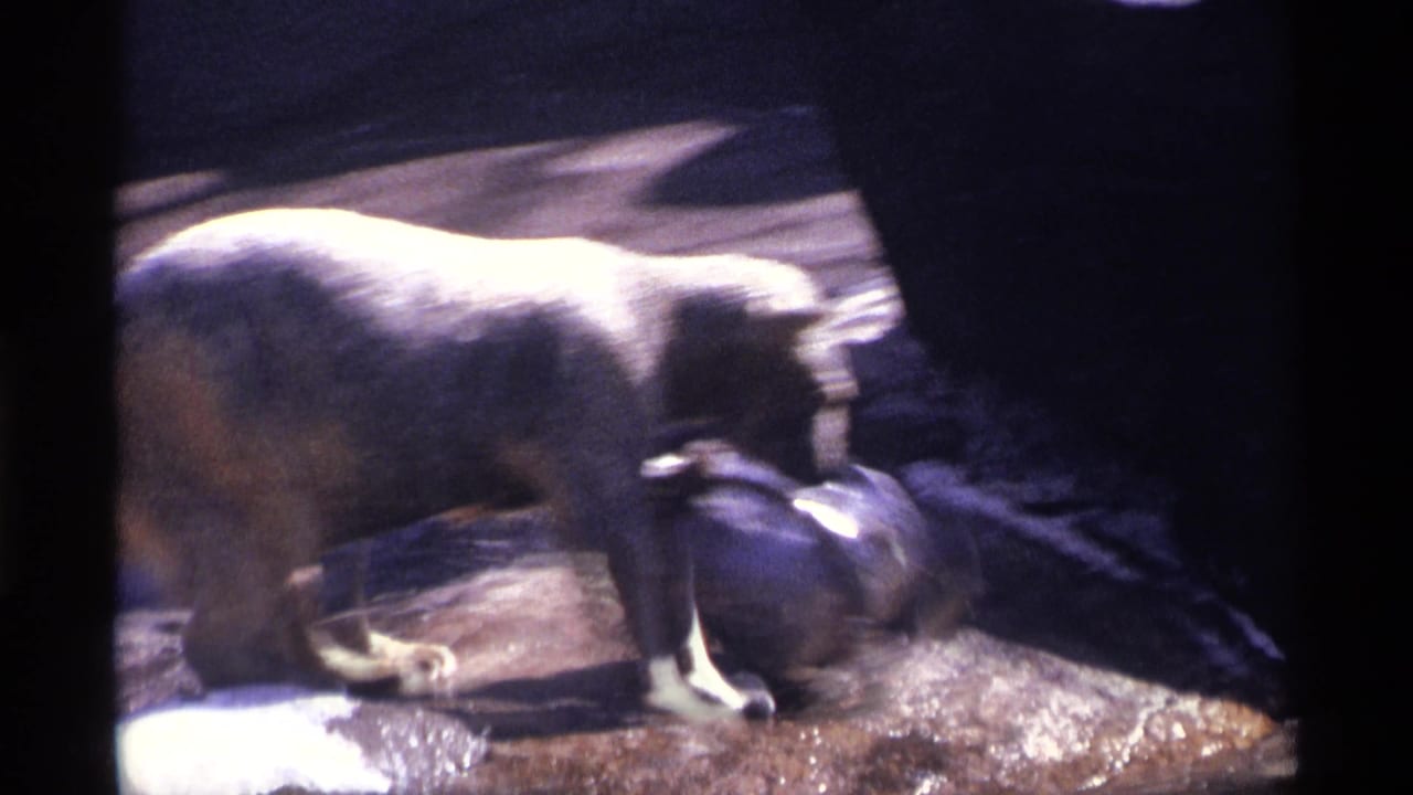 Polar bear leans over a metal bucket beside shallow water in a zoo enclosure.