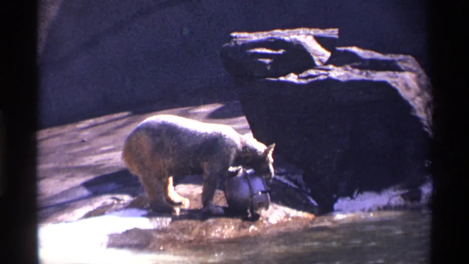 1971 New York City home-movie frame showing a polar bear near a metal bucket, shallow water, and a dark rock ledge in a zoo enclosure.