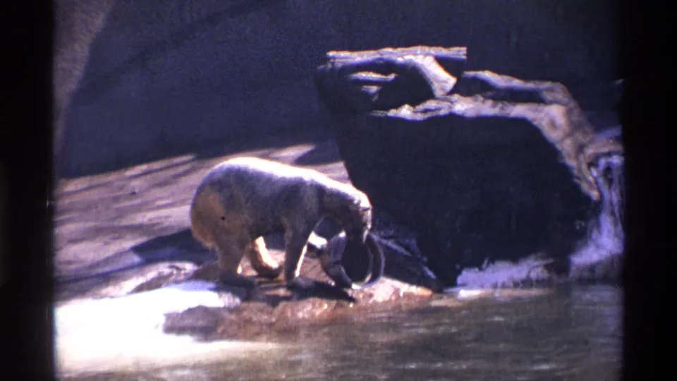 1971 New York City 8mm frame of a polar bear pawing or nosing a metal bucket near shallow water and a rocky wall.