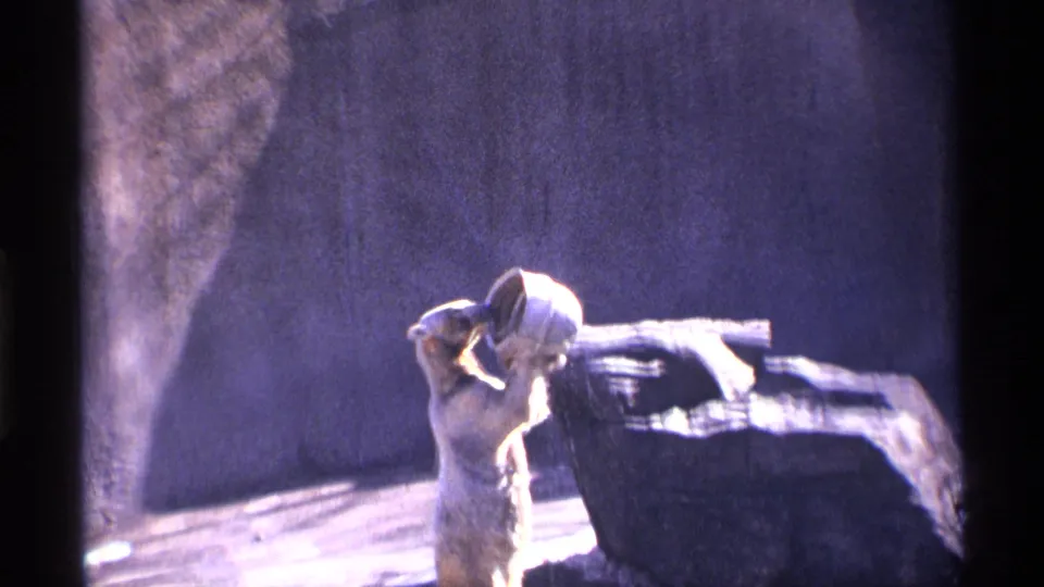 1971 New York City home-movie frame showing a polar bear raising a metal bucket beside a dark rock ledge and wet enclosure floor.