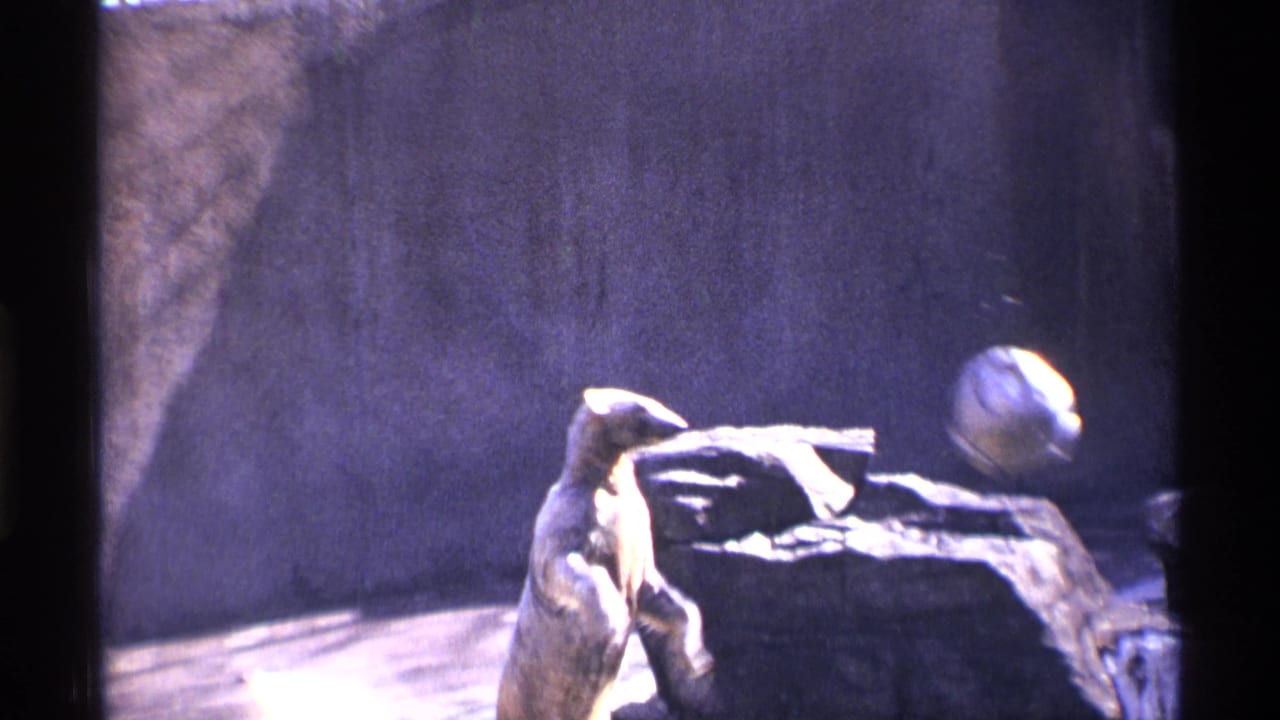 1971 New York City zoo footage showing a bear near a white bucket on a rocky ledge, framed with dark 8mm film borders.