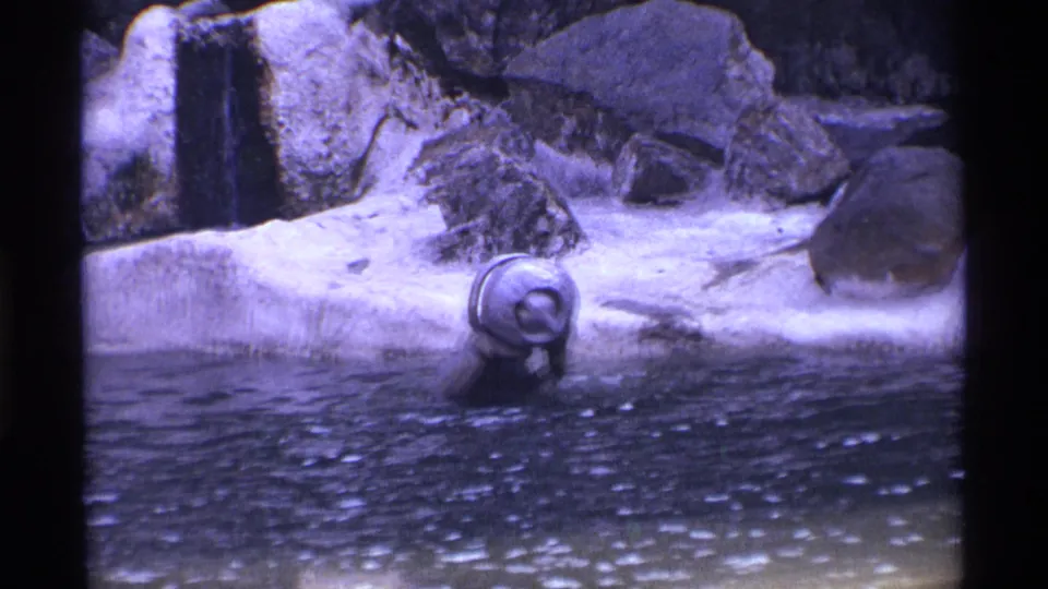 Bear in a rocky zoo enclosure appears to lift a white bucket while standing in shallow water in 1971 New York City footage.