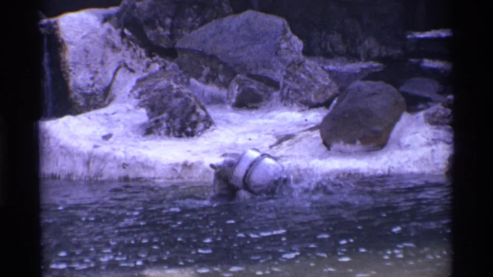 The bear bends down over a white bucket in shallow water below a pale rocky bank in the zoo enclosure.