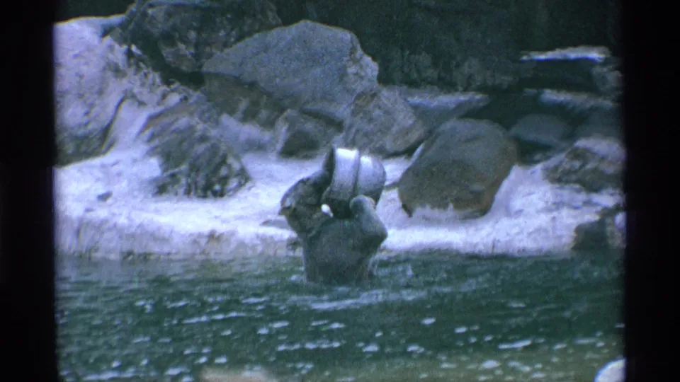 Bear stands in shallow water lifting a white bucket against a backdrop of rocks and ledges in 1971 New York City zoo footage.