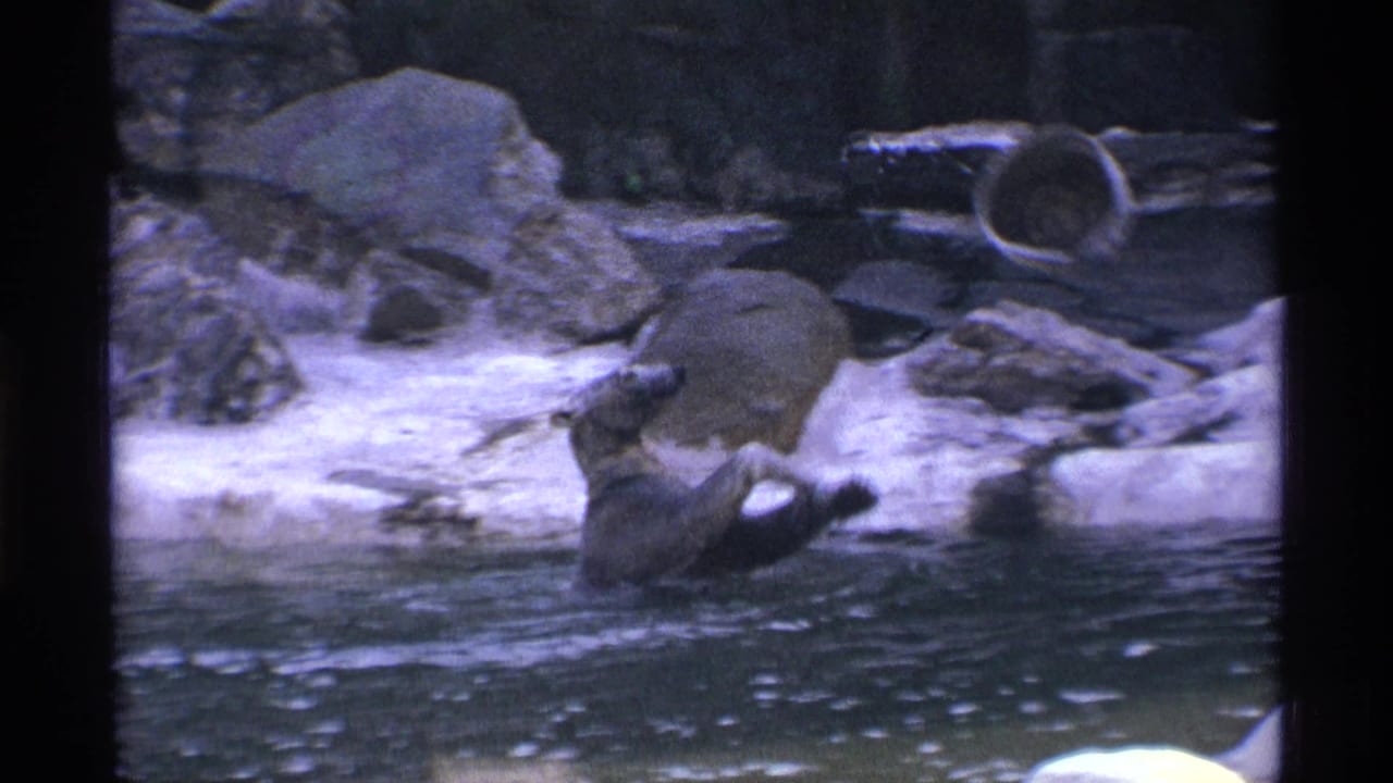 Sea lion in a pool near rocks and pale ground inside a zoo enclosure.