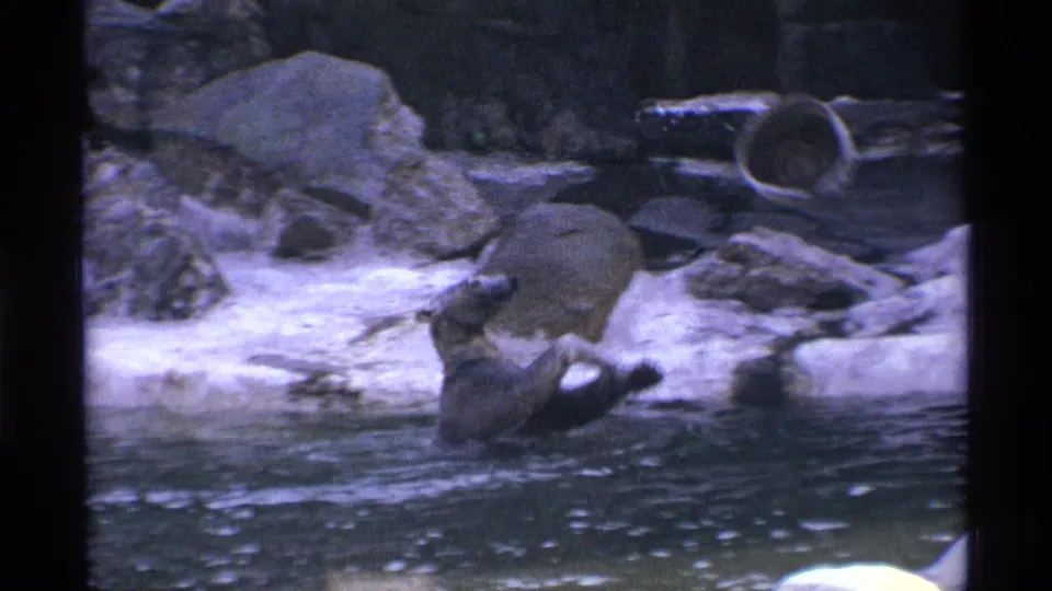 1971 New York City zoo home-movie frame showing a sea lion in water beside artificial rocks and pale enclosure ground.