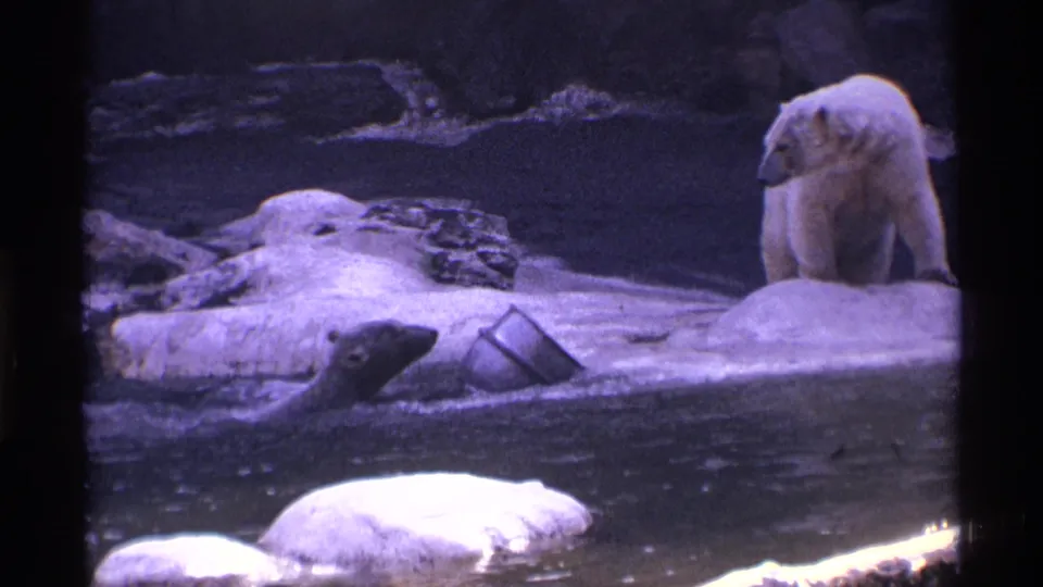 1971 New York City zoo frame with a polar bear standing on a pale ledge above the enclosure pool.