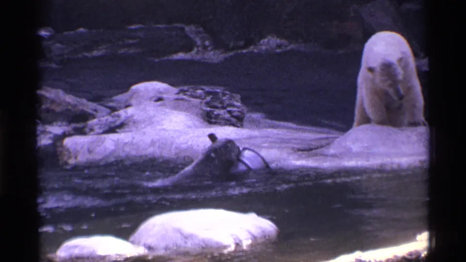 1971 New York City zoo home-movie frame showing a polar bear on a ledge and a sea lion with a bucket in the pool.