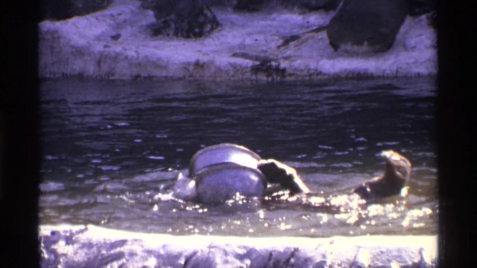 1970s 8mm frame of the bear partly submerged beside the barrel, with a rocky edge and shimmering water around it.