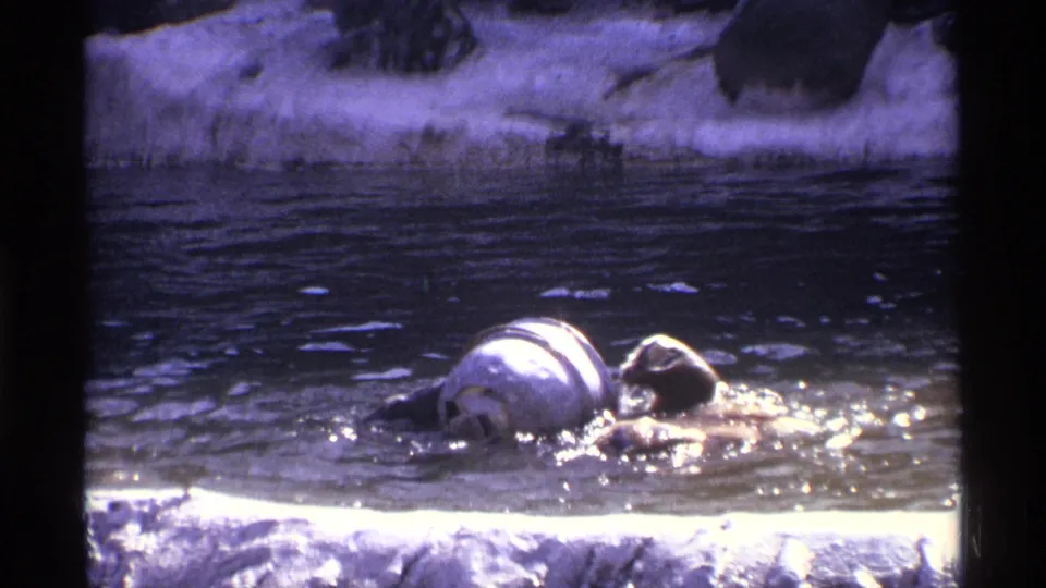 The bear remains low in the rippling water near the barrel, framed by dark 8mm borders and a rocky bank behind it.